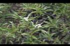 玉山假沙梨-花09.jpg