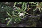 玉山假沙梨-花10.jpg