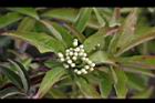 玉山假沙梨-花11.jpg