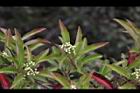 玉山假沙梨-花苞0.jpg