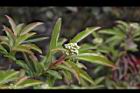 玉山假沙梨-花苞1.jpg