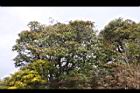 玉山假沙梨06.jpg