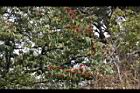 玉山假沙梨07.jpg