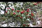 玉山假沙梨08.jpg