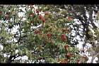 玉山假沙梨09.jpg