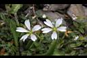 玉山卷耳-花00.jpg
