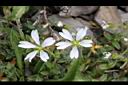 玉山卷耳-花01.jpg