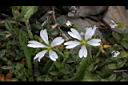 玉山卷耳-花02.jpg