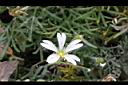 玉山卷耳-花08.jpg