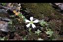 玉山卷耳-花19.jpg