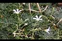 玉山卷耳11.jpg