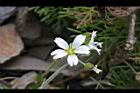 玉山卷耳-花05.jpg