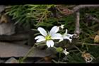 玉山卷耳-花06.jpg