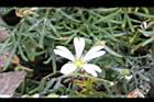 玉山卷耳-花11.jpg