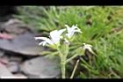 玉山卷耳-花18.jpg