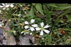玉山卷耳-花22.jpg