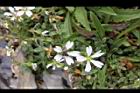玉山卷耳-花23.jpg