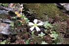 玉山卷耳-花26.jpg
