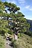玉山圓柏00.jpg