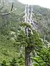 玉山圓柏01.jpg