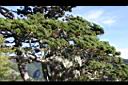 玉山圓柏03.jpg