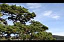 玉山圓柏05.jpg