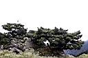 玉山圓柏16.jpg