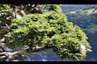 玉山圓柏004.jpg