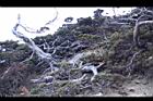 玉山圓柏009.JPG