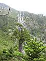 玉山圓柏010.jpg