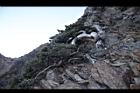 玉山圓柏011.jpg