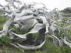 玉山圓柏015.jpg