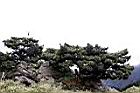 玉山圓柏016.jpg