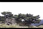 玉山圓柏017.JPG