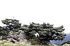 玉山圓柏018.jpg