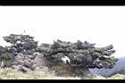 玉山圓柏019.JPG