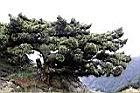 玉山圓柏020.jpg