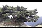 玉山圓柏021.JPG