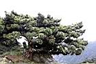 玉山圓柏022.jpg