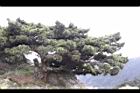玉山圓柏023.JPG
