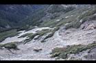 玉山圓柏024.jpg