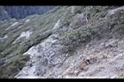 玉山圓柏029.jpg