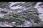 玉山圓柏031.jpg