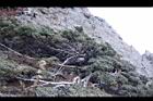 玉山圓柏032.jpg