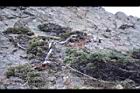玉山圓柏033.jpg