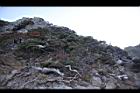 玉山圓柏035.jpg