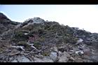 玉山圓柏036.jpg