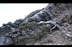 玉山圓柏037.jpg