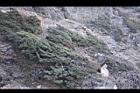 玉山圓柏043.jpg