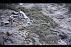 玉山圓柏047.jpg